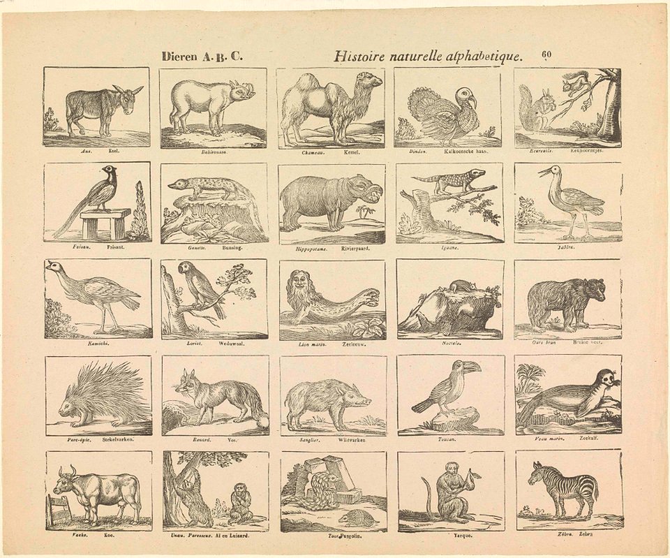 Dieren A.B.C. - histoire naturelle alphabetique