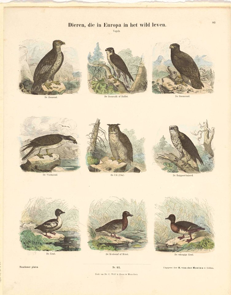 Dieren, die in Europa in het wild leven
