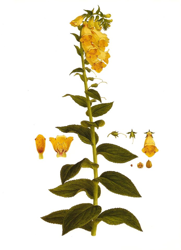 Digitalis grandiflora RHS