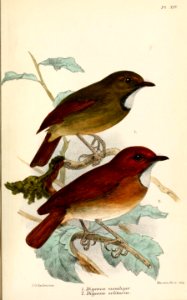 DigeneaKeulemans