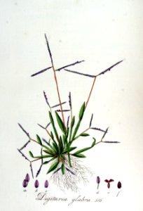 Digitaria glabra — Flora Batava — Volume v7
