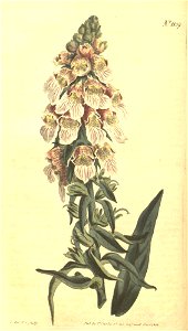 Digitalis lanata-original. Free illustration for personal and commercial use.