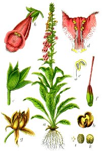 Digitalis purpurea Sturm10033