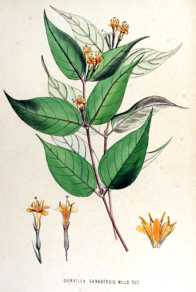 Diervilla canadensis — Flora Batava — Volume v15