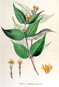 Diervilla canadensis — Flora Batava — Volume v15