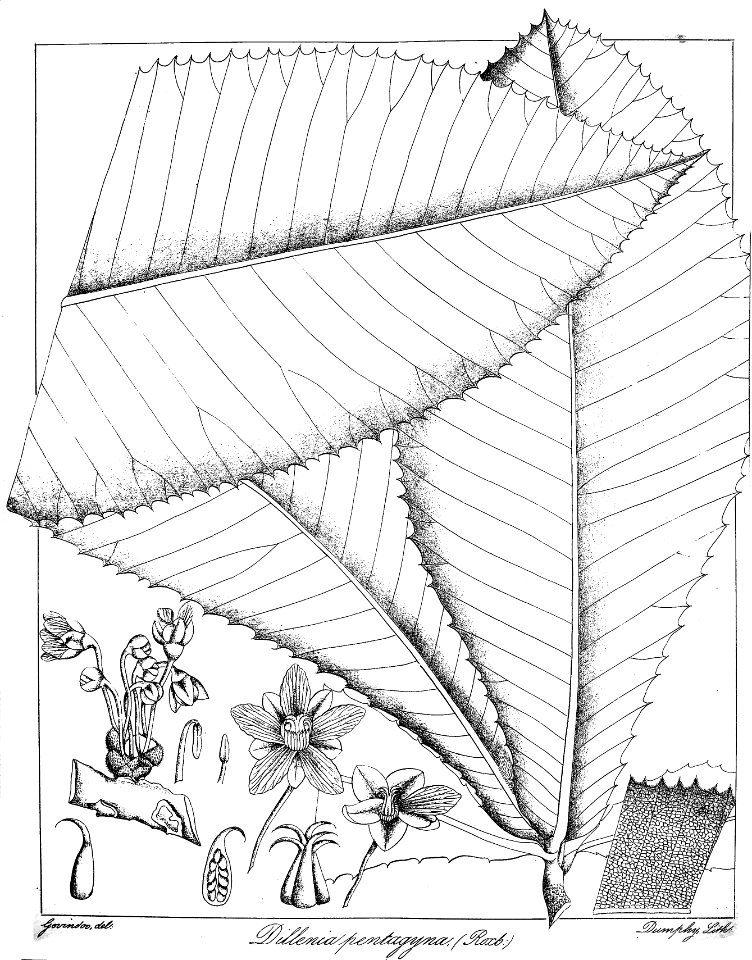 Dillenia pentagyna Govindoo