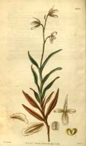 Dilomilis montana (as Octomeria serratifolia) - Curtis' 55 (N.S. 2) pl. 2823 (1828)