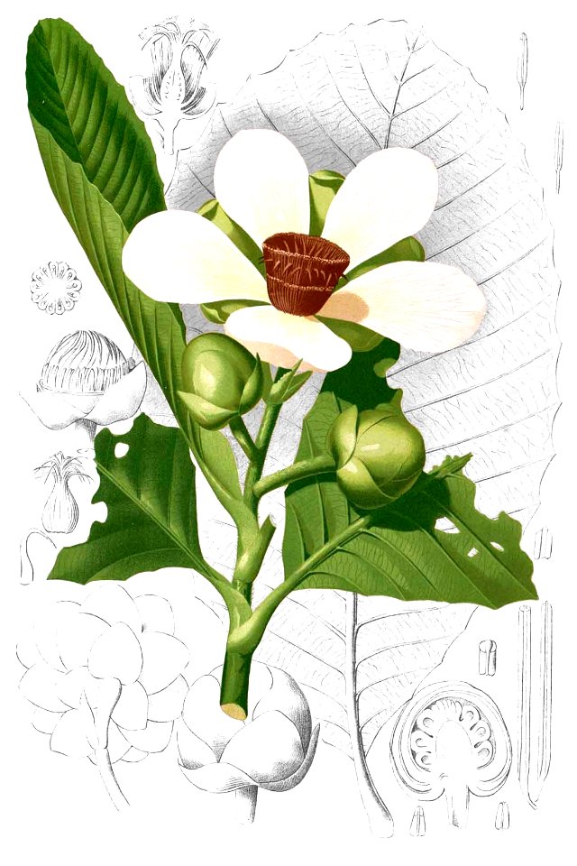 Dillenia reifferscheidia Blanco2.344-cropped