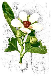Dillenia reifferscheidia Blanco2.344-cropped