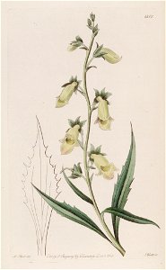 Digitalis obscura subsp. laciniata Bot. Reg. 14. 1201. 1828