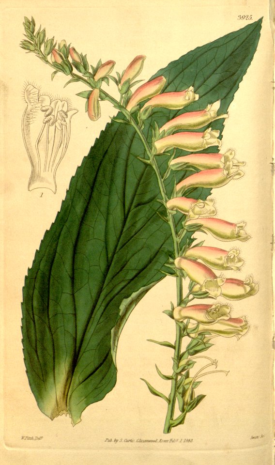 Digitalis × fucata Bot. Mag. 68. 3925. 1842