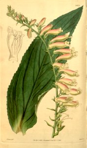 Digitalis × fucata Bot. Mag. 68. 3925. 1842