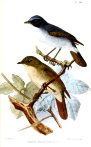 DigeneaLeucomelanuraKeulemans