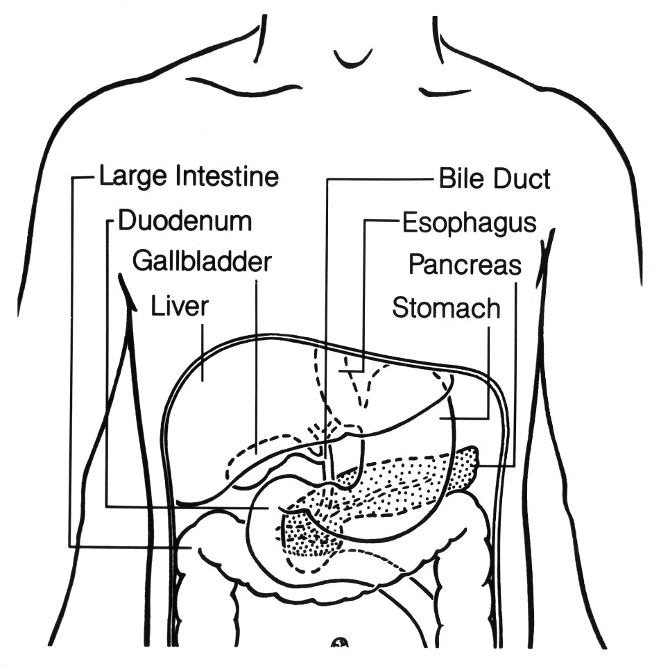 Digestive tract (upper) | Creazilla