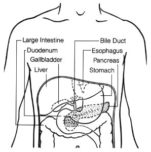 Digestive tract (upper)