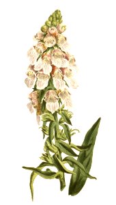 Digitalis lanata-no text