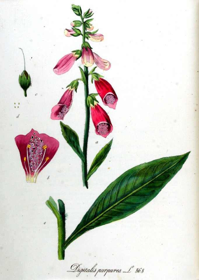 Digitalis purpurea — Flora Batava — Volume v11