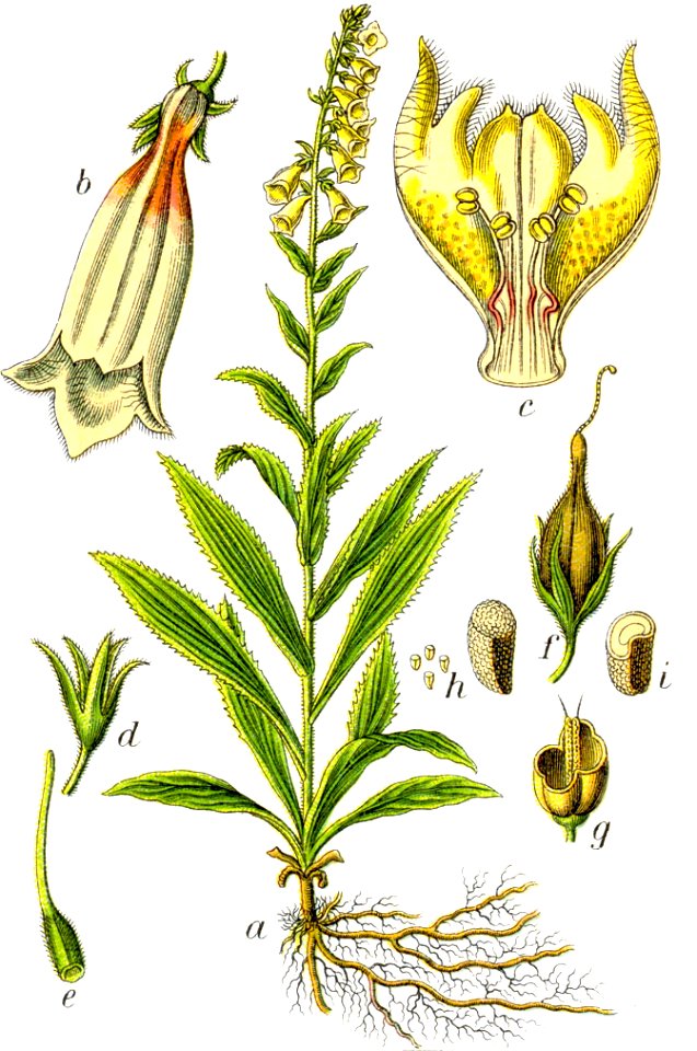 Digitalis grandiflora Sturm34