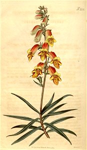 Digitalis obscura-original