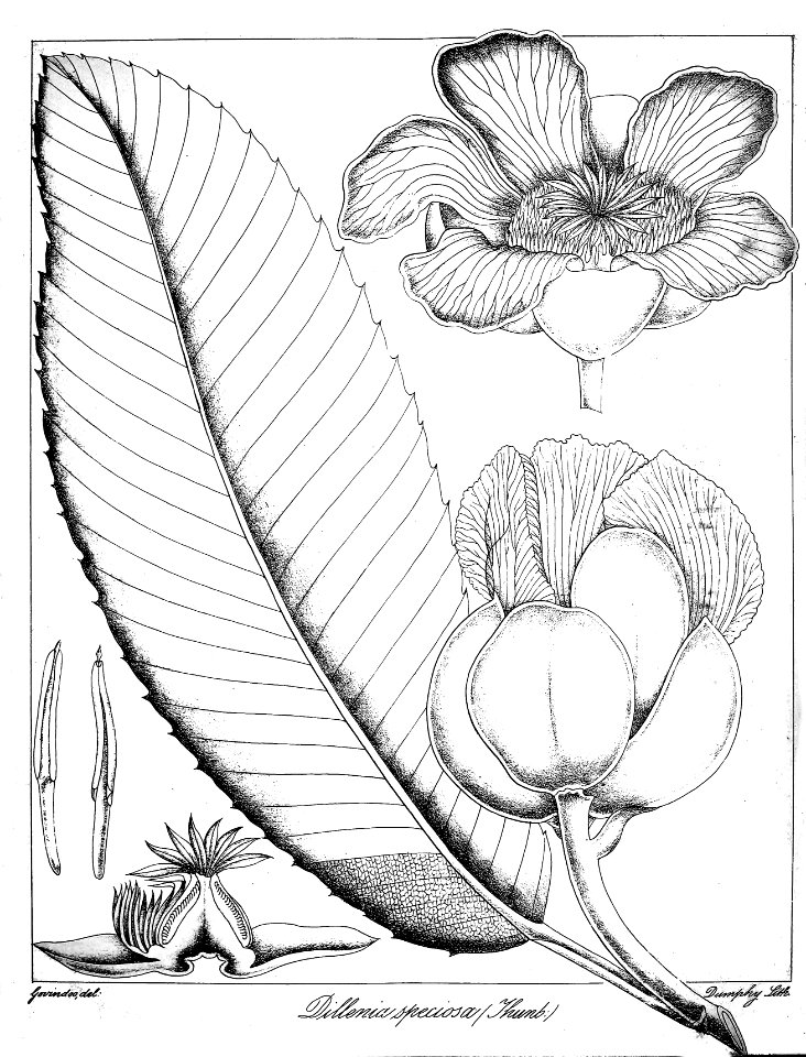 Dillenia speciosa Govindoo