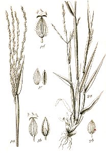 Digitaria spp Sturm2