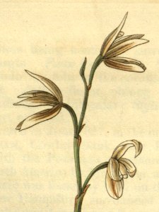 Dilomilis montana (as Octomeria serratifolia) - Curtis' 55 (N.S. 2) pl. 2823 (1828) (cropped)