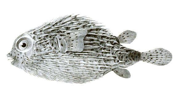 Diodon hystrix Achilles 179