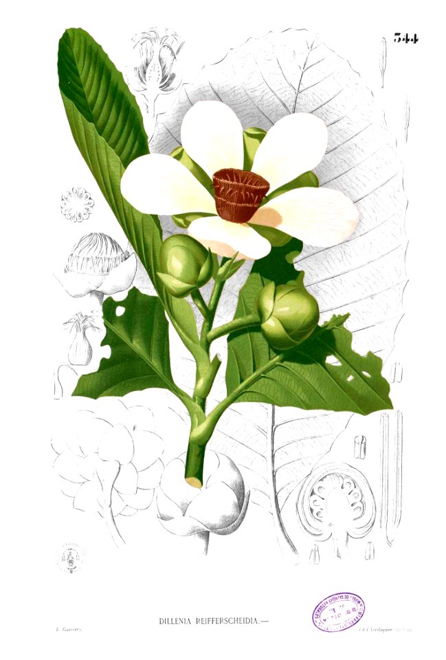 Dillenia reifferscheidia Blanco2.344