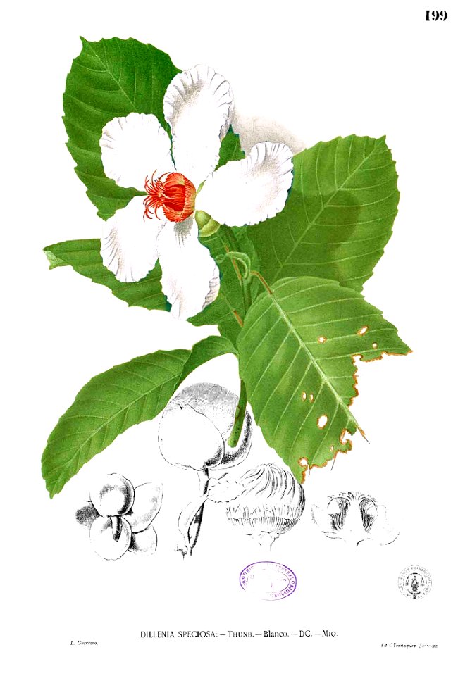 Dillenia philippinensis Blanco1.199