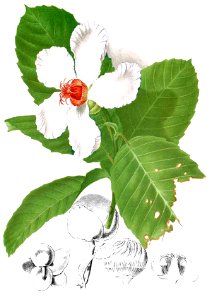 Dillenia philippinensis Blanco1.199-cropped