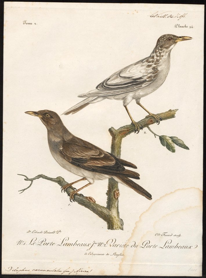 Dilophus carunculatus - 1796-1808 - Print - Iconographia Zoologica - Special Collections University of Amsterdam - UBA01 IZ15800071