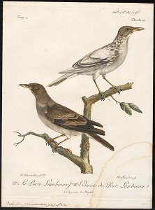 Dilophus carunculatus - 1796-1808 - Print - Iconographia Zoologica - Special Collections University of Amsterdam - UBA01 IZ15800071