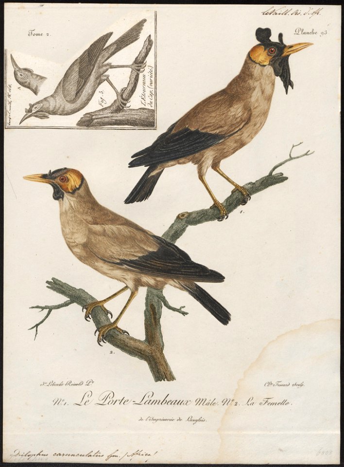 Dilophus carunculatus - 1796-1808 - Print - Iconographia Zoologica - Special Collections University of Amsterdam - UBA01 IZ15800069