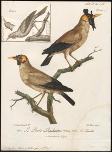 Dilophus carunculatus - 1796-1808 - Print - Iconographia Zoologica - Special Collections University of Amsterdam - UBA01 IZ15800069