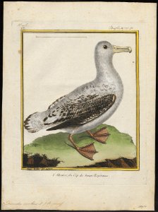 Diomedea exulans - 1700-1880 - Print - Iconographia Zoologica - Special Collections University of Amsterdam - UBA01 IZ17900134