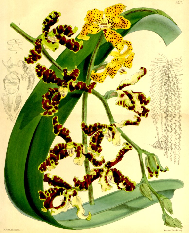 Dimorphorchis lowii (Renanthera lowii) - Curtis' 90 (Ser. 3 no. 20) pl. 5475 (1864)