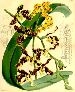 Dimorphorchis lowii (Renanthera lowii) - Curtis' 90 (Ser. 3 no. 20) pl. 5475 (1864)