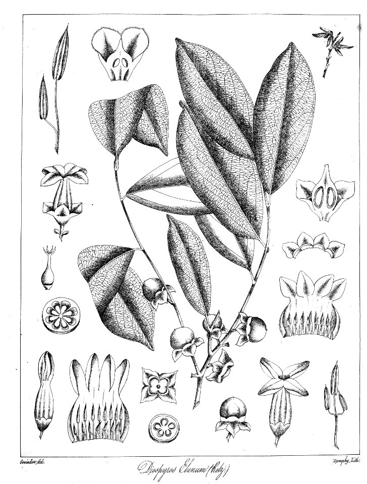 Diospyros ebenum Govindoo
