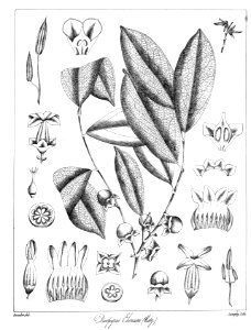 Diospyros ebenum Govindoo