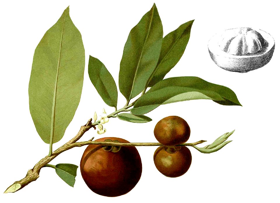 Diospyros blancoi Blanco1.109-cropped