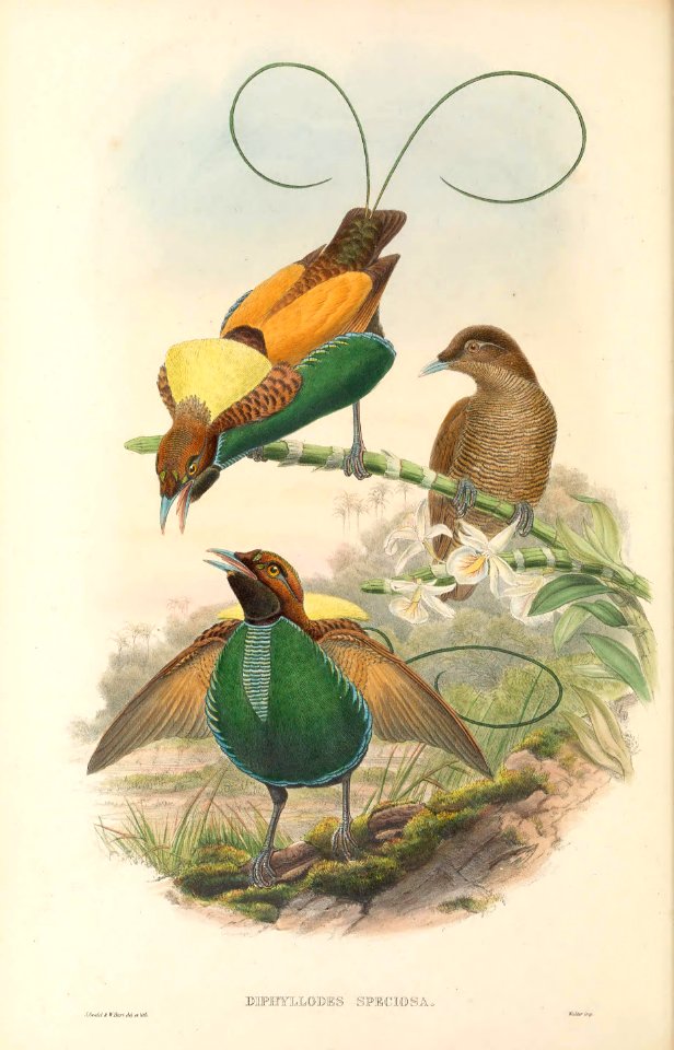 Diphyllodes speciosa - The Birds of New Guinea