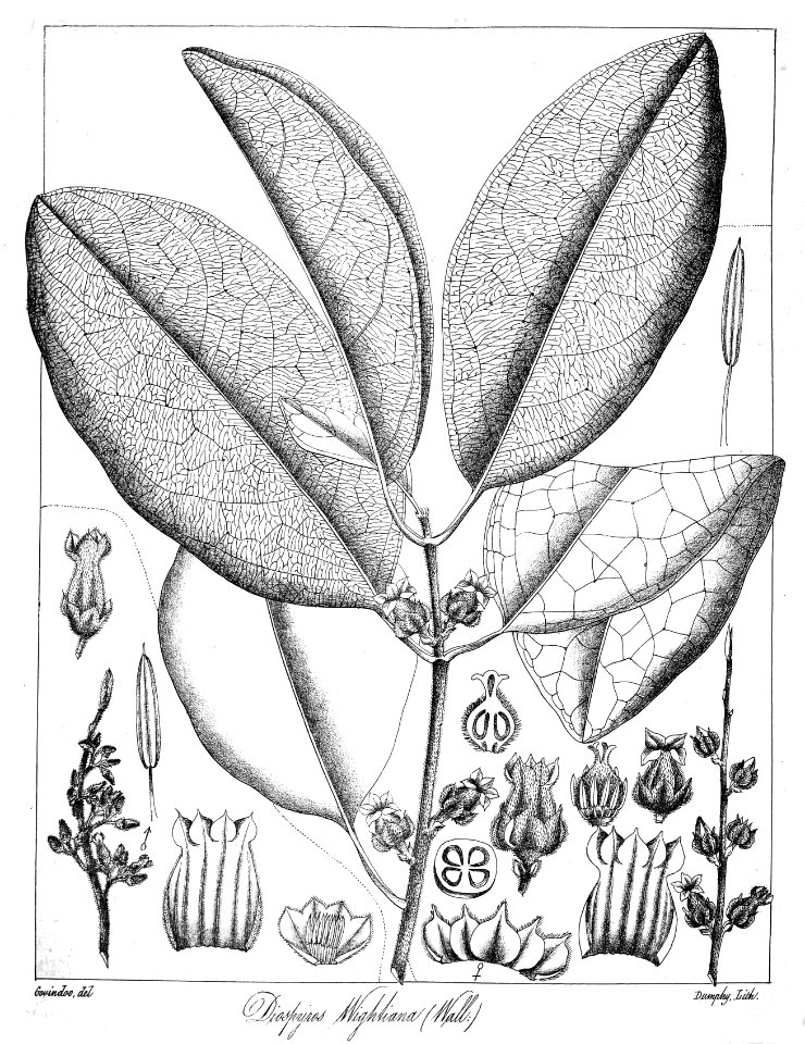 Diospyros melanoxylon Govindoo