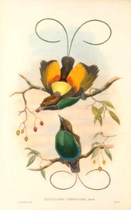 Diphyllodes chrysoptera - The Birds of New Guinea