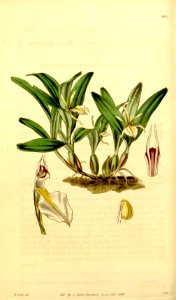 Dinema polybulbon - Curtis' 70 (N.S. 17) pl. 4067 (1844)