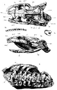 Dinilysia patagonica