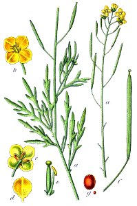 Diplotaxis tenuifolia Sturm32