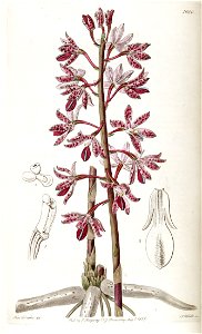 Dipodium punctatum - Edwards vol 23 pl 1980 (1837). Free illustration for personal and commercial use.