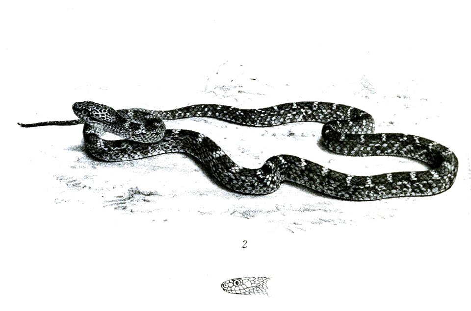 Dipsadoboa aulica