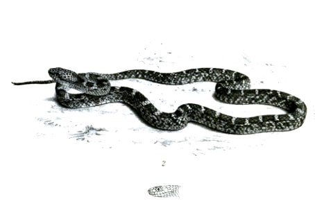 Dipsadoboa aulica