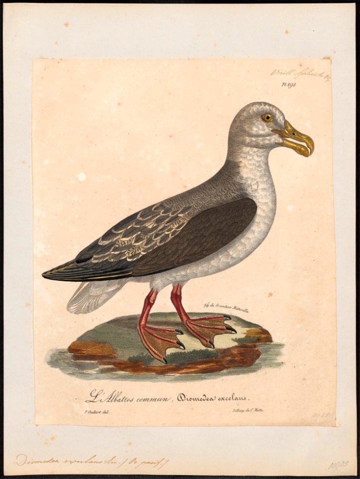 Diomedea exulans - 1825-1834 - Print - Iconographia Zoologica - Special Collections University of Amsterdam - UBA01 IZ17900140